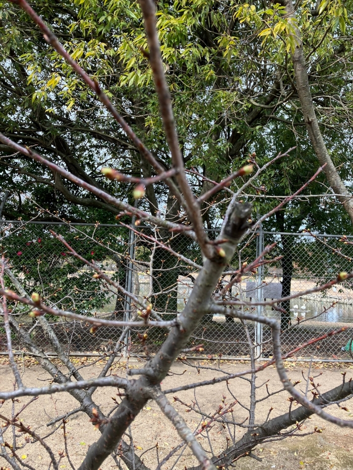 〜久々の朝散歩〜