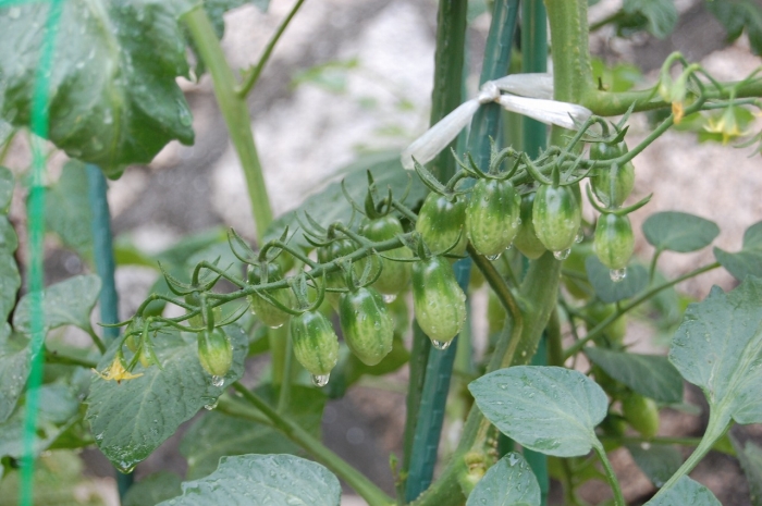 うちの家庭菜園のトマト