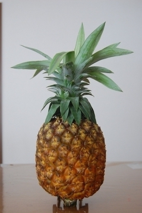 パイン祭り