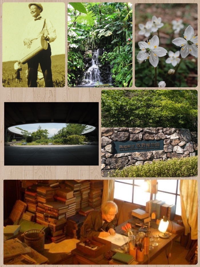 肖像画、植物園写真 【高知県立牧野植物園 提供】