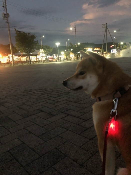 瀬戸内国際芸術祭2025 秋会期開催中