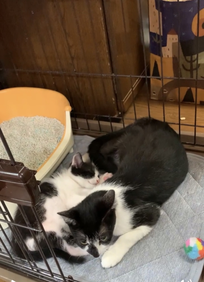 保護した当時。2匹とも可愛い♪