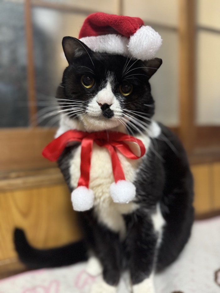 ニャーさん日記