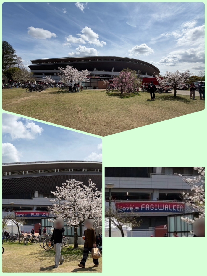 スタジアムと桜のコラボ