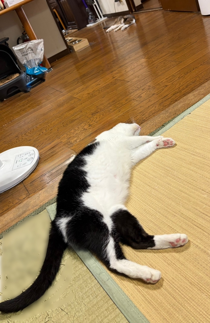 お気づきでしょうか。奥にももう1ニャンコがいます笑