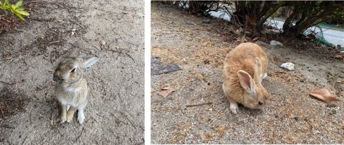 うさぎの島