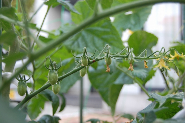 うちの家庭菜園のトマト