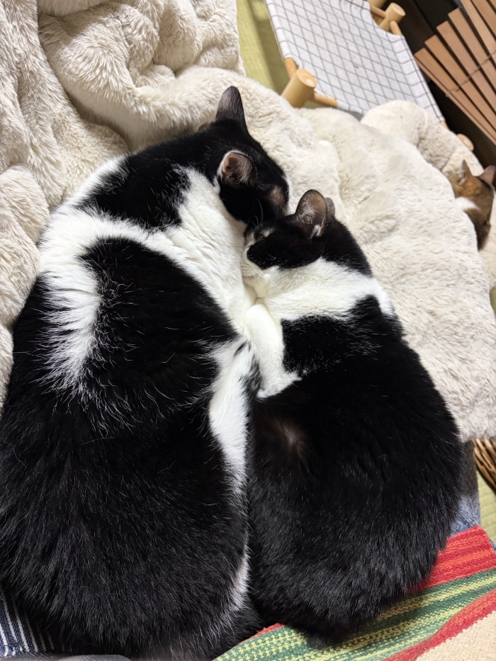 現在。左が息子。右がお母さん。息子、大きくなりすぎ…(笑)　