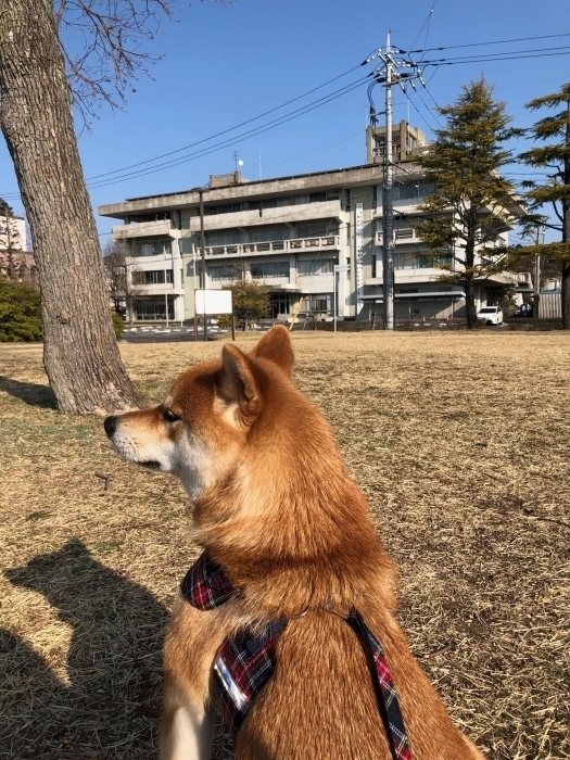 こちらは旧市庁舎