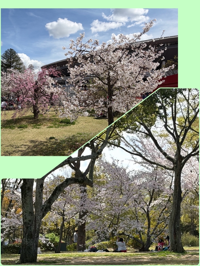 お花見をされてるご家族 ほっこり(*≧∀≦*)